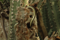 Salvadora lemniscata