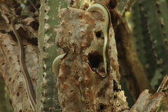 Salvadora lemniscata