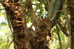 Salvadora lemniscata