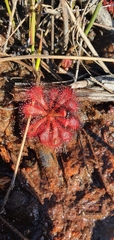 Drosera spatulata