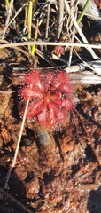 Drosera spatulata