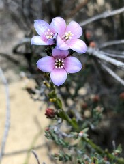 Cyanothamnus coerulescens