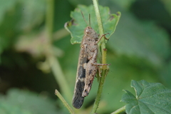 Aiolopus strepens