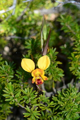 Diuris orientis