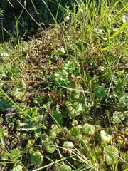 Arabidopsis arenosa