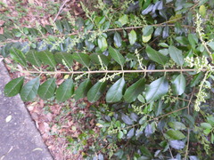 Ligustrum sinense