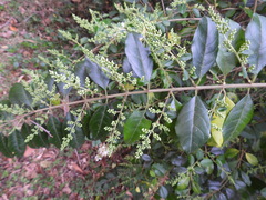 Ligustrum sinense