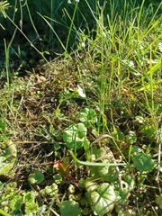 Arabidopsis arenosa