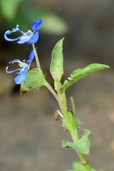 Commelina