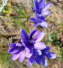 Babiana angustifolia