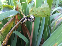 Danaus plexippus