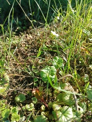 Arabidopsis arenosa