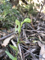 Pterostylis chocolatina