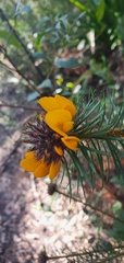 Pultenaea stipularis
