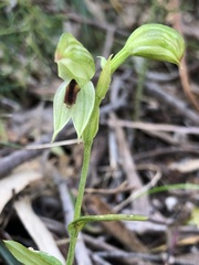 Pterostylis chocolatina