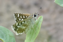 Spialia galba