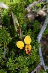 Diuris orientis