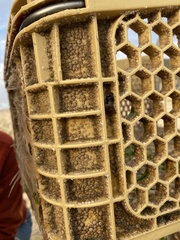 Amphibalanus improvisus