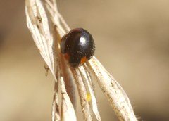 Parexochomus nigromaculatus