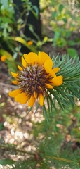Pultenaea stipularis