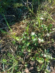 Arabidopsis arenosa