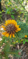 Pultenaea stipularis