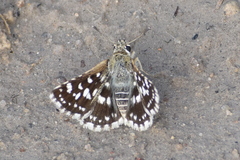 Spialia galba