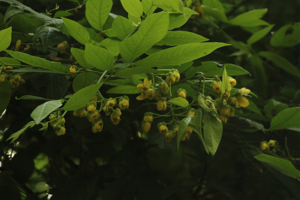 Senna papillosa; photograph (c) Carlos Domínguez-Rodríguez, some rights reserved (CC BY)
