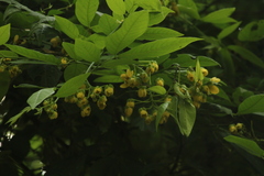 Ehretia tinifolia