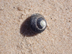 Chlorodiloma odontis