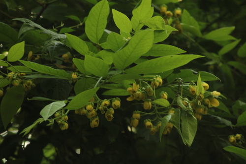 Senna papillosa, photograph 2