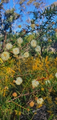 Acacia terminalis