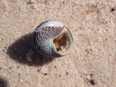 Chlorodiloma odontis