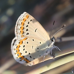 Plebejus argyrognomon