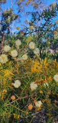 Acacia terminalis
