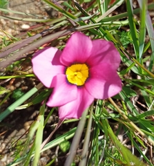 Moraea versicolor