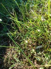 Arabidopsis arenosa