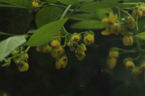 Senna papillosa, photograph 4