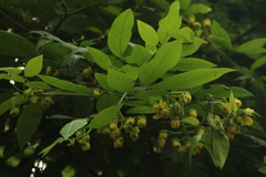 Ehretia tinifolia