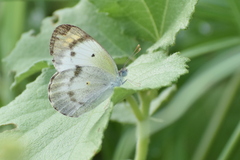 Colotis etrida