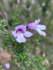 Prostanthera eurybioides