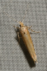 Ypsolopha ustella