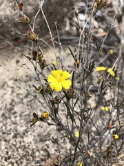Hibbertia virgata