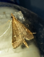 Dolicharthria punctalis