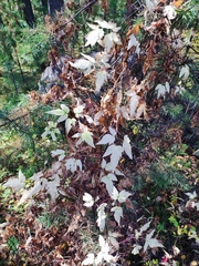 Clematis alpina sibirica
