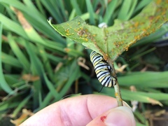 Danaus plexippus
