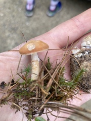 Cystoderma amianthinum