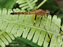 Neurothemis fluctuans