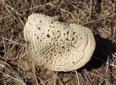 Fungi