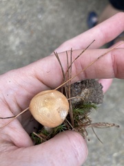 Cystoderma amianthinum